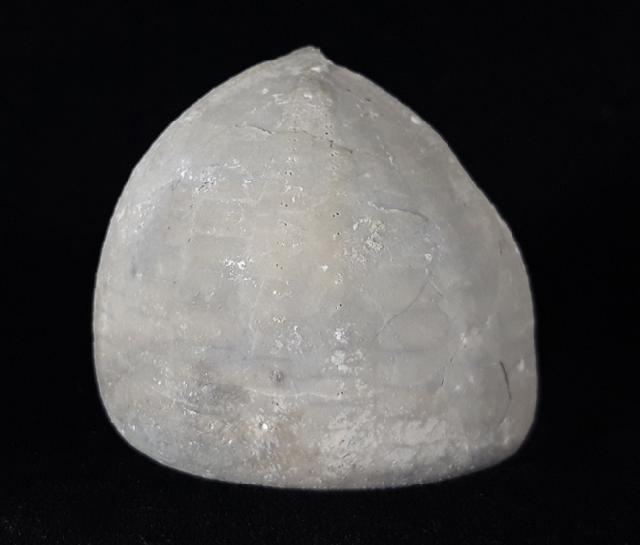 Echinocorys scutata (LESKE 1778) - Bild © FossNet FossilienStore